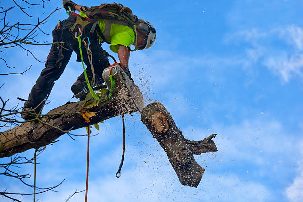 Reliable Hillsborough, NC Tree Removal Services Solutions